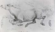 Lady Blunt-s Arab mare,Sherifa William Strutt